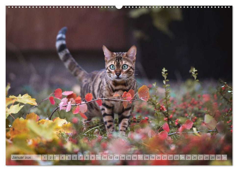 Wildes Wohnzimmer - Die Bengalkatze (CALVENDO Premium Wandkalender 2026)