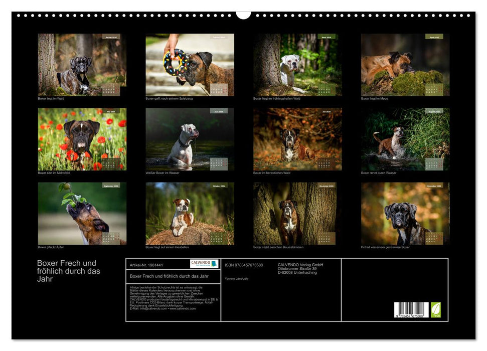 Boxer Frech und fröhlich durch das Jahr (CALVENDO Wandkalender 2026)
