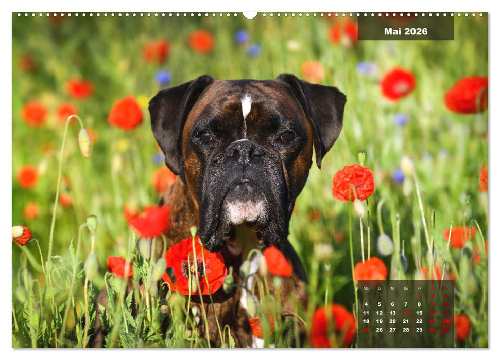 Boxer Frech und fröhlich durch das Jahr (CALVENDO Wandkalender 2026)