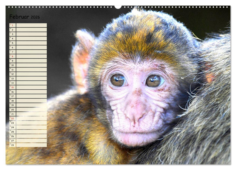 Zauberhafte Affenkinder. Süßer geht´s nicht! (CALVENDO Premium Wandkalender 2026)