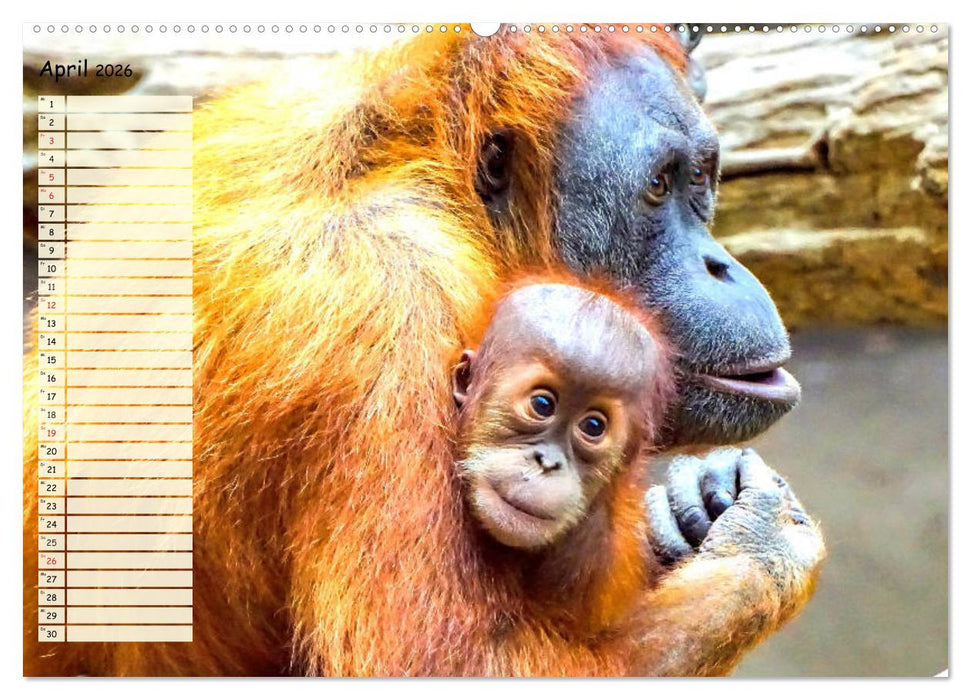 Zauberhafte Affenkinder. Süßer geht´s nicht! (CALVENDO Premium Wandkalender 2026)