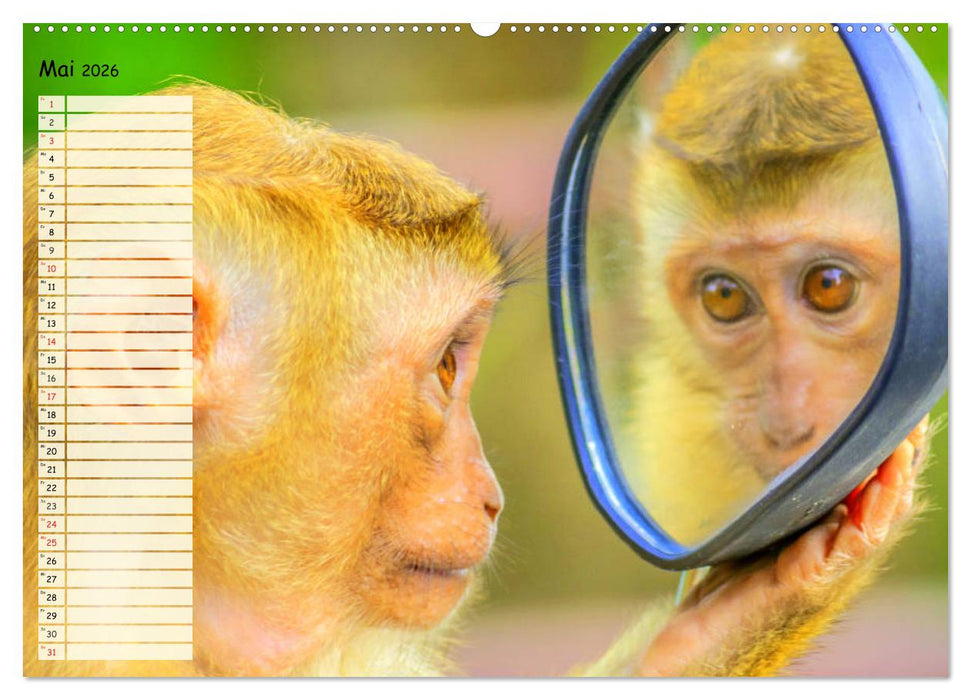 Zauberhafte Affenkinder. Süßer geht´s nicht! (CALVENDO Premium Wandkalender 2026)