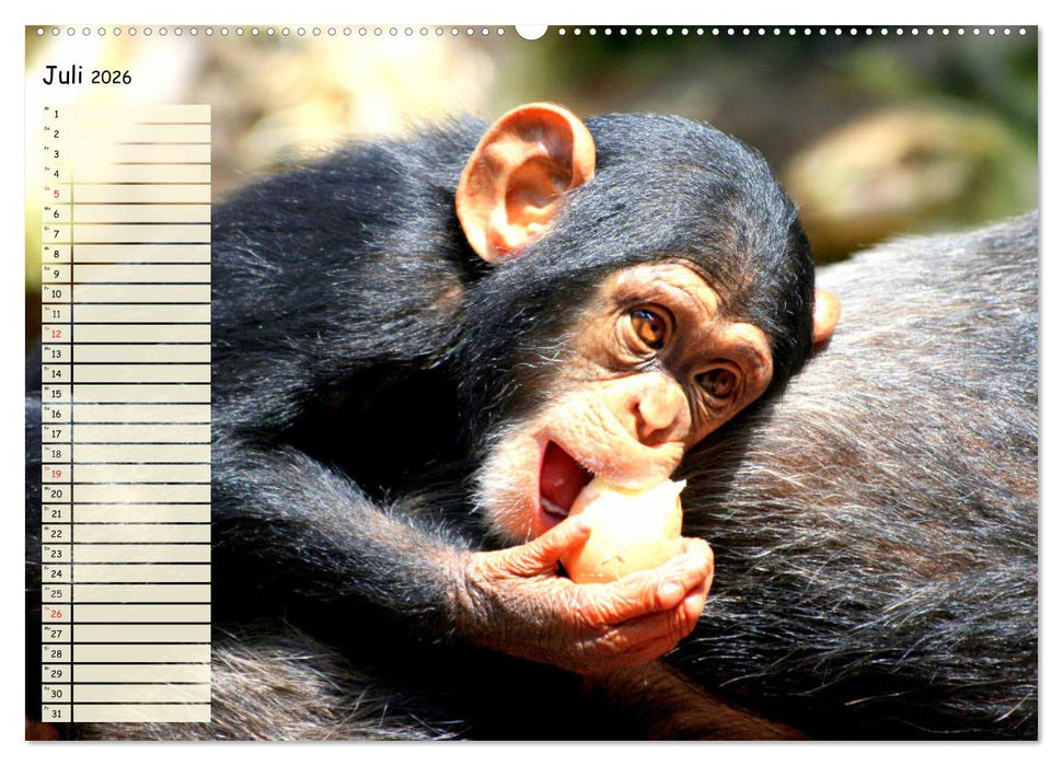Zauberhafte Affenkinder. Süßer geht´s nicht! (CALVENDO Premium Wandkalender 2026)