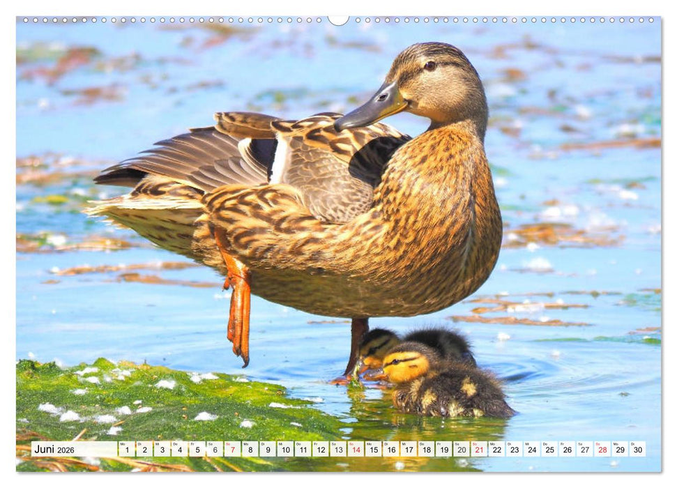 Enten. Bezaubernde und beliebte Schwimmer (CALVENDO Premium Wandkalender 2026)