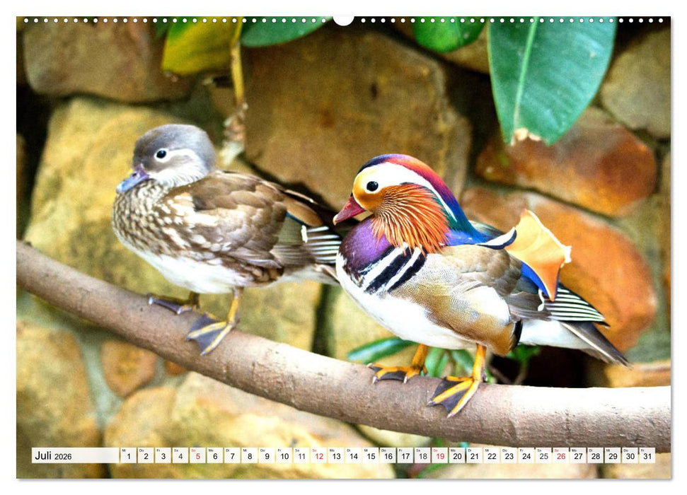 Enten. Bezaubernde und beliebte Schwimmer (CALVENDO Premium Wandkalender 2026)