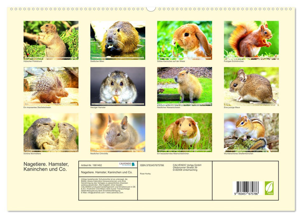 Nagetiere. Hamster, Kaninchen und Co. (CALVENDO Premium Wandkalender 2026)