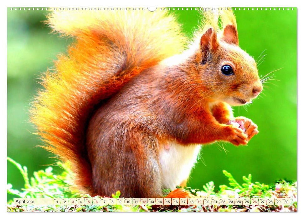 Nagetiere. Hamster, Kaninchen und Co. (CALVENDO Premium Wandkalender 2026)