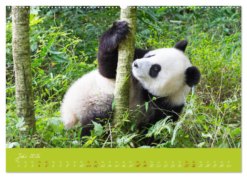 Der Große Panda Ein kuscheliger Geselle (CALVENDO Premium Wandkalender 2026)