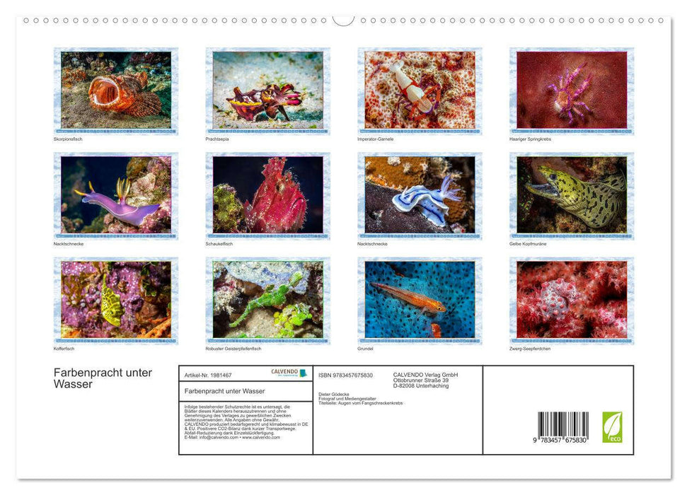 Farbenpracht unter Wasser (CALVENDO Premium Wandkalender 2026)
