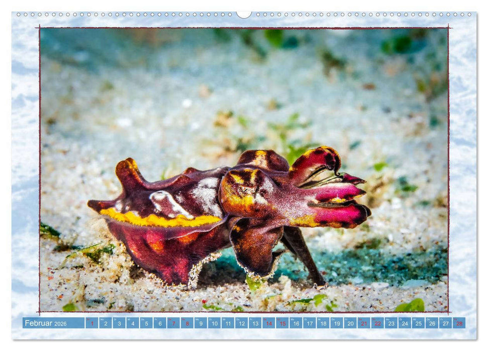 Farbenpracht unter Wasser (CALVENDO Premium Wandkalender 2026)