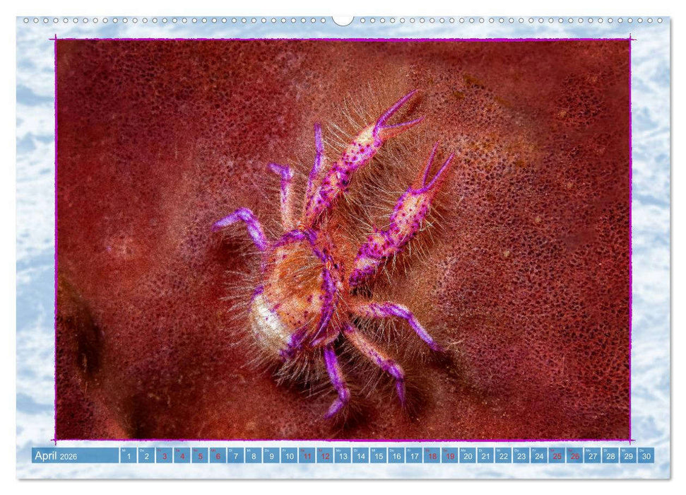 Farbenpracht unter Wasser (CALVENDO Premium Wandkalender 2026)