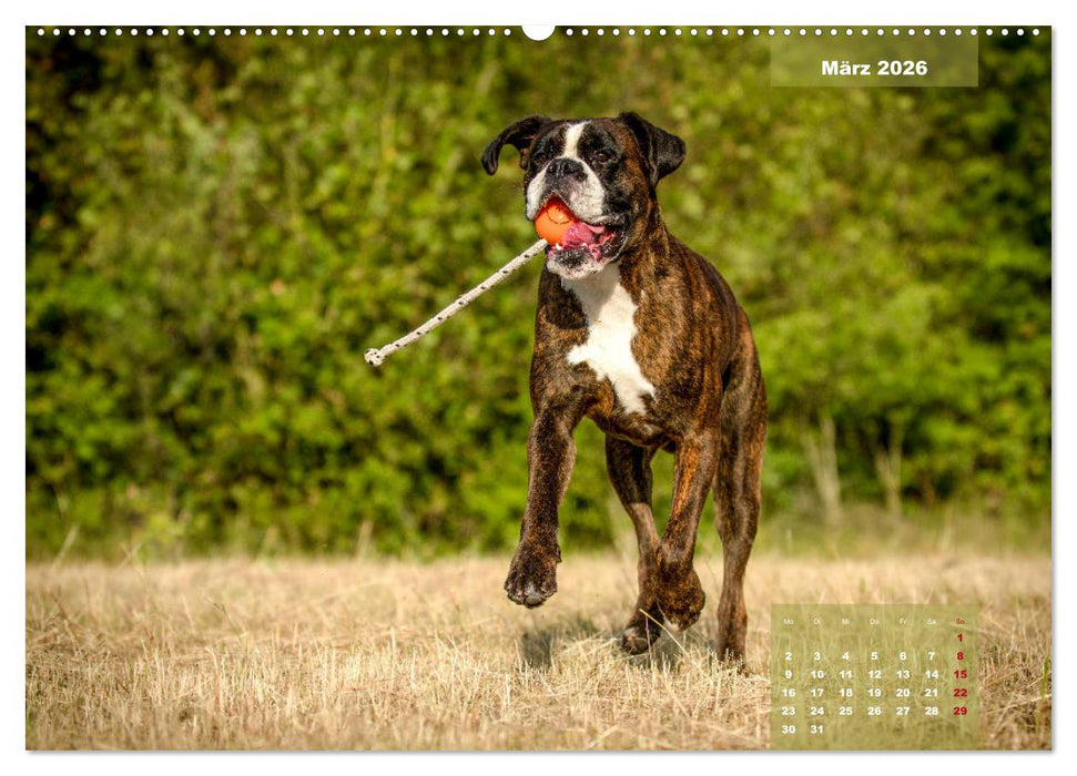 Einmal Boxer - immer Boxer (CALVENDO Premium Wandkalender 2026)