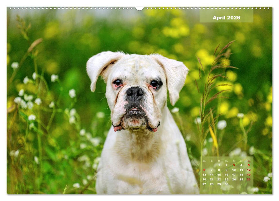 Einmal Boxer - immer Boxer (CALVENDO Premium Wandkalender 2026)