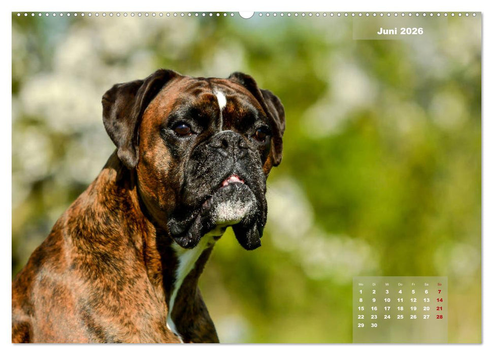 Einmal Boxer - immer Boxer (CALVENDO Premium Wandkalender 2026)