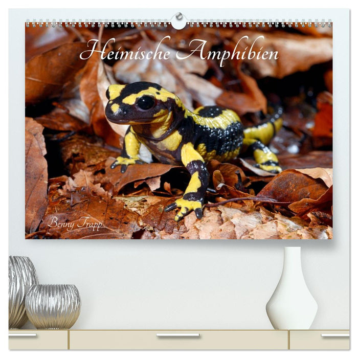 Heimische Amphibien (CALVENDO Premium Wandkalender 2026)