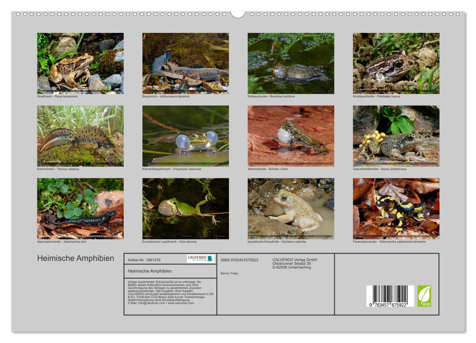 Heimische Amphibien (CALVENDO Premium Wandkalender 2026)