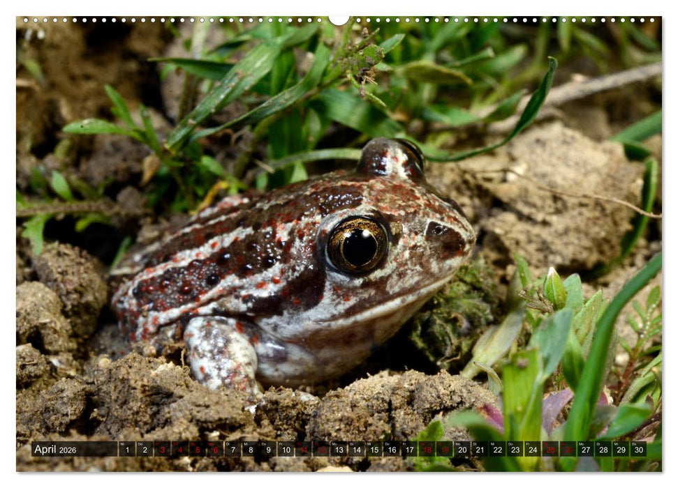 Heimische Amphibien (CALVENDO Premium Wandkalender 2026)
