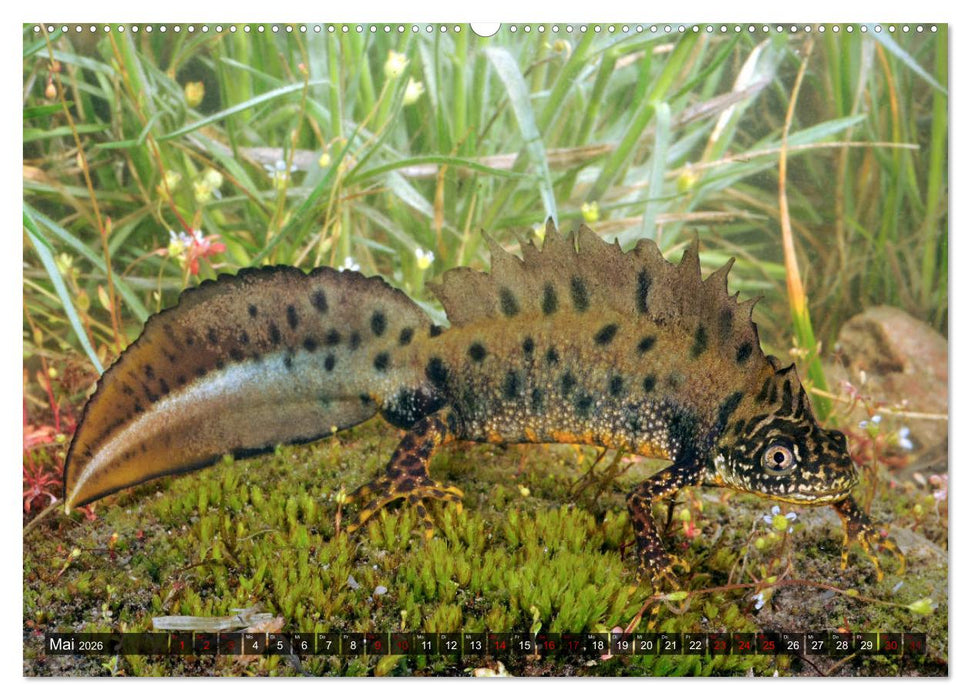 Heimische Amphibien (CALVENDO Premium Wandkalender 2026)