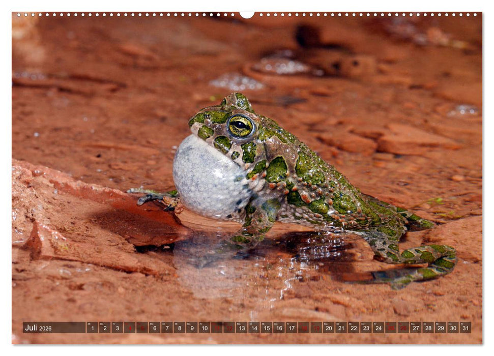 Heimische Amphibien (CALVENDO Premium Wandkalender 2026)