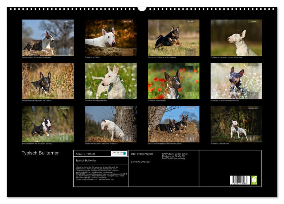 Typisch Bullterrier (CALVENDO Wandkalender 2026)