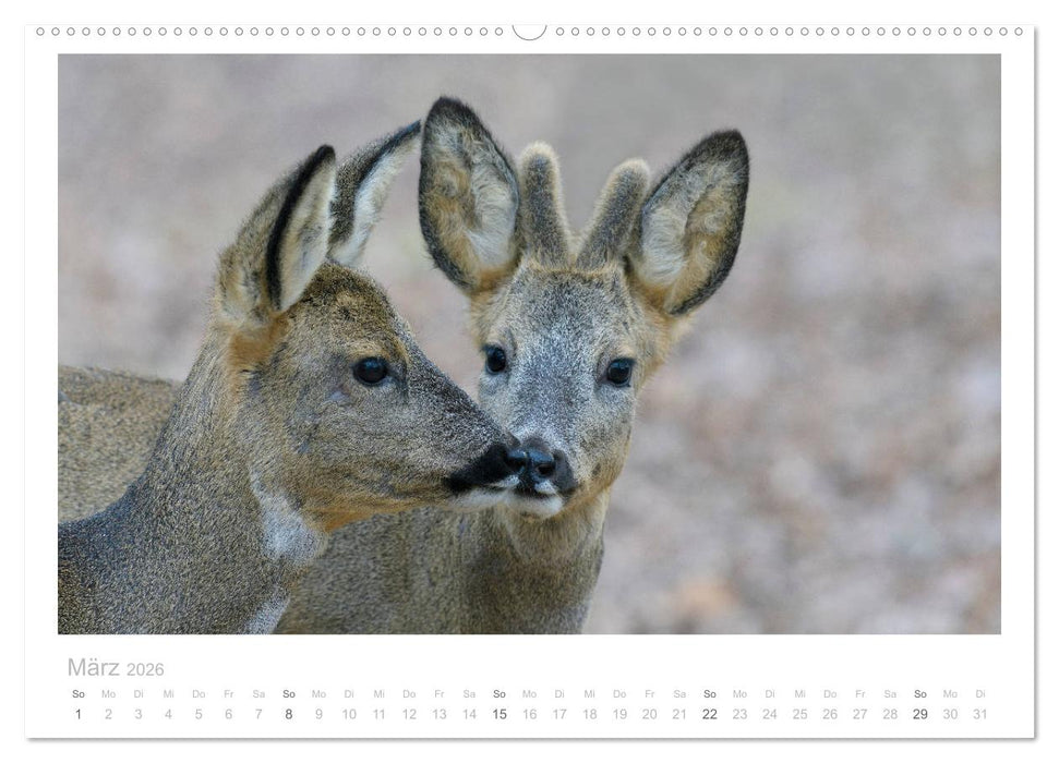 Rehwild 2026 (CALVENDO Wandkalender 2026)