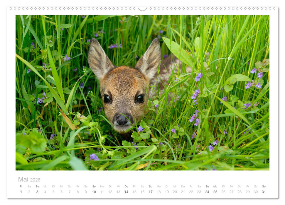 Rehwild 2026 (CALVENDO Wandkalender 2026)