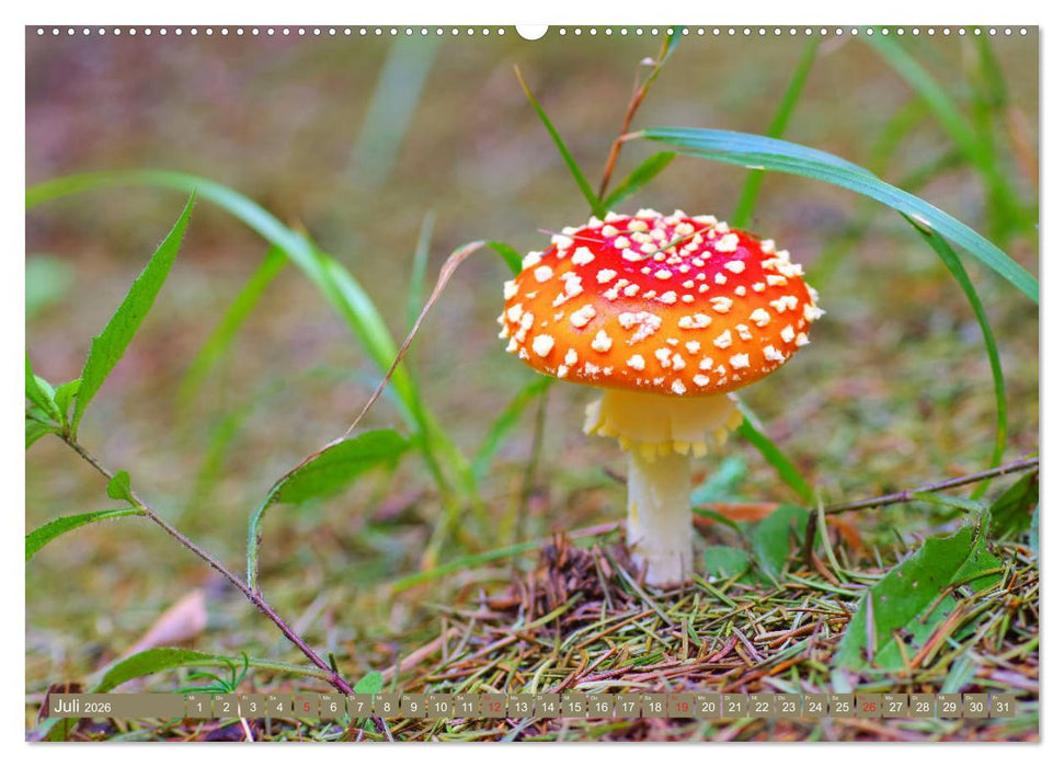 Die bunte Welt der Pilze (CALVENDO Premium Wandkalender 2026)