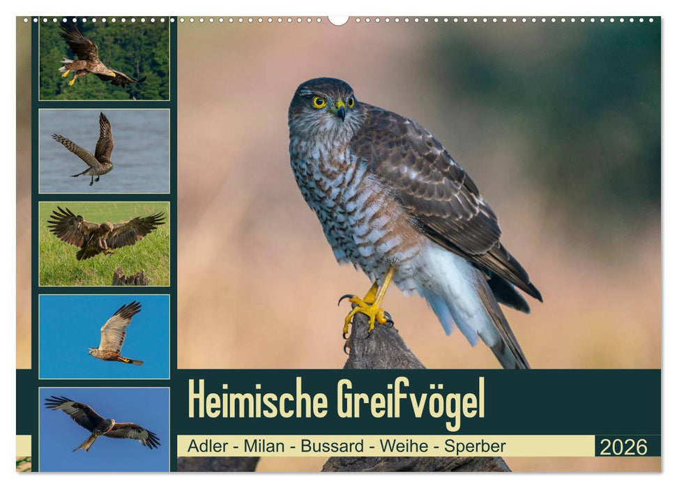 Heimische GREIFVÖGEL Adler Milan Bussard Weihe Sperber (CALVENDO Wandkalender 2026)