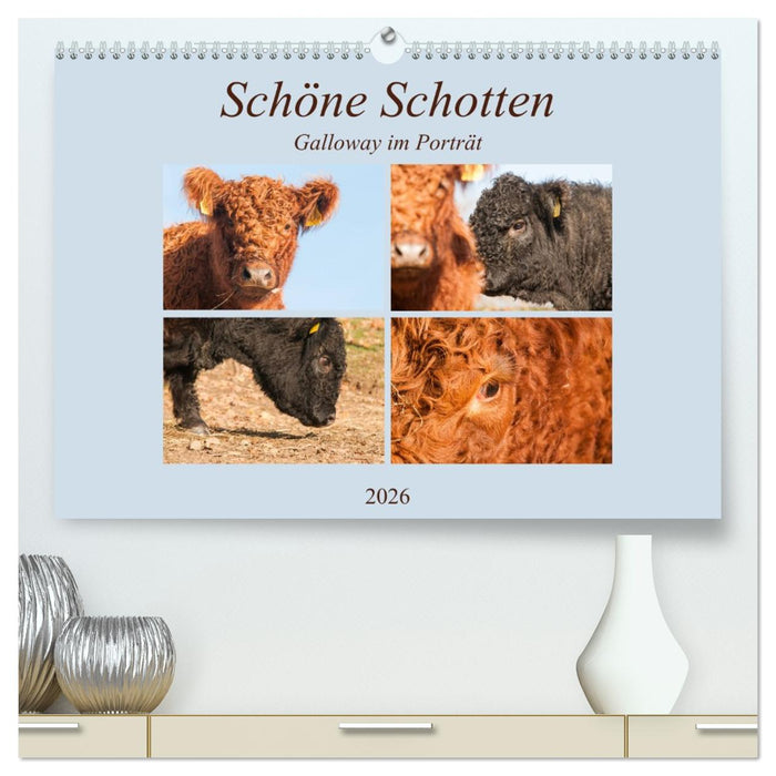 Schöne Schotten - Galloway im Porträt (CALVENDO Premium Wandkalender 2026)