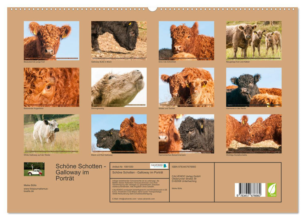 Schöne Schotten - Galloway im Porträt (CALVENDO Premium Wandkalender 2026)