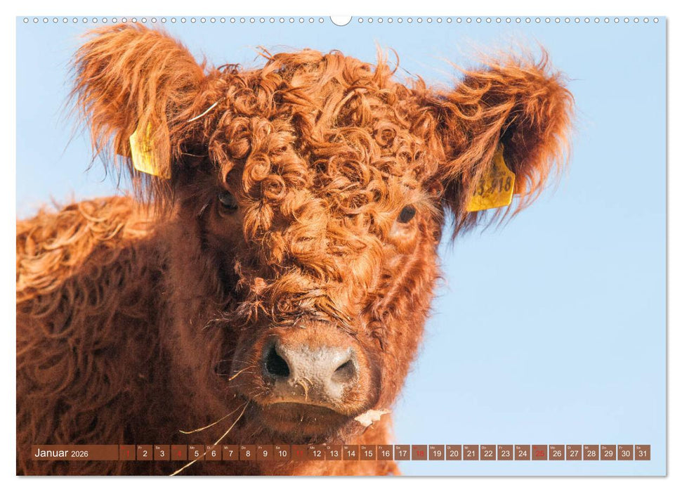 Schöne Schotten - Galloway im Porträt (CALVENDO Premium Wandkalender 2026)