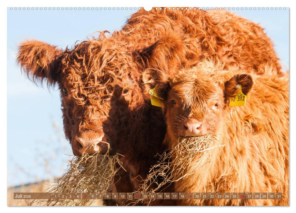Schöne Schotten - Galloway im Porträt (CALVENDO Premium Wandkalender 2026)
