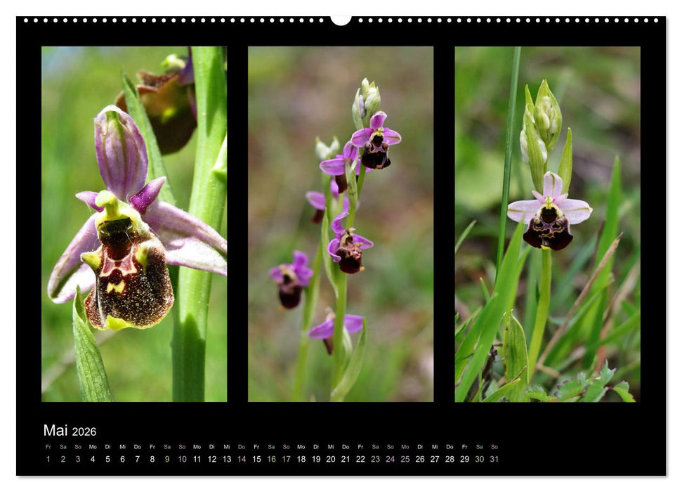 Heimische Orchideen im Dreierpack (CALVENDO Premium Wandkalender 2026)