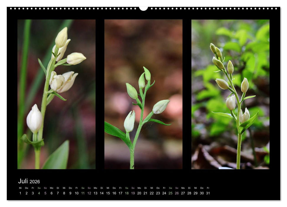 Heimische Orchideen im Dreierpack (CALVENDO Premium Wandkalender 2026)