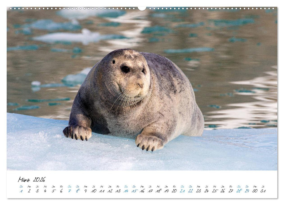 78° Nord - Arktische Momente in Svalbard (CALVENDO Premium Wandkalender 2026)