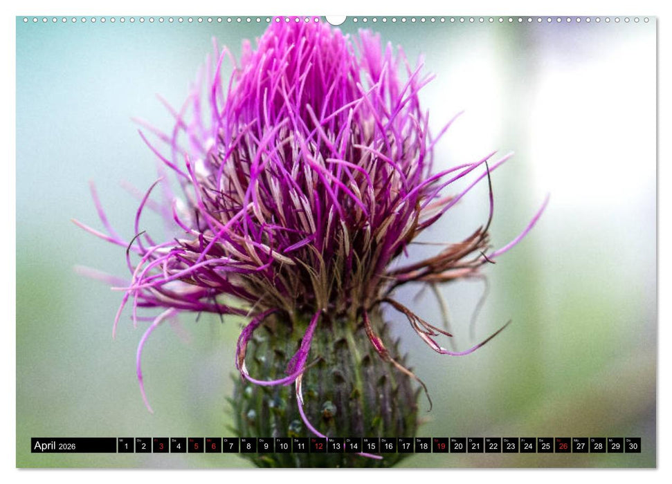 Wanderparadies Montafon (CALVENDO Wandkalender 2026)