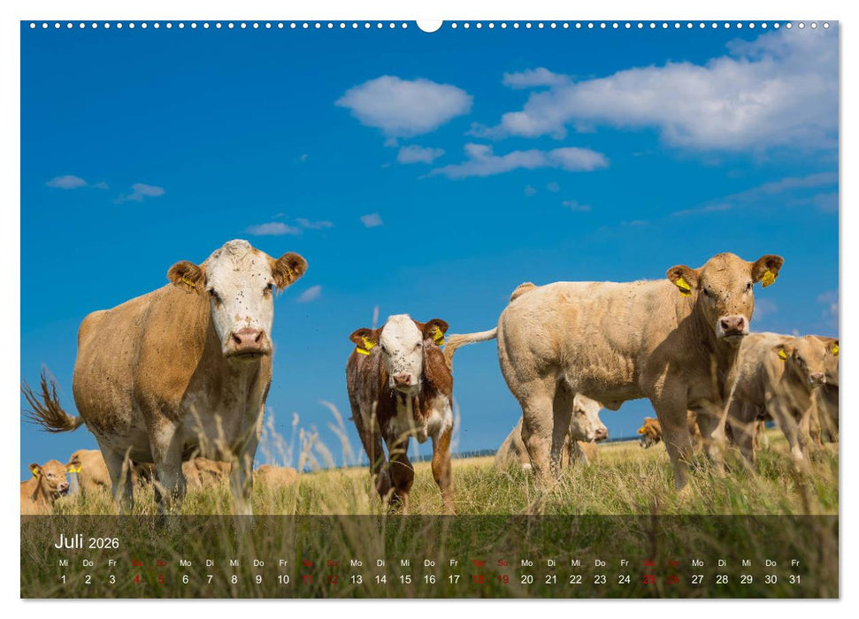 Insel Hiddensee - Wildromantisch unberührt (CALVENDO Premium Wandkalender 2026)