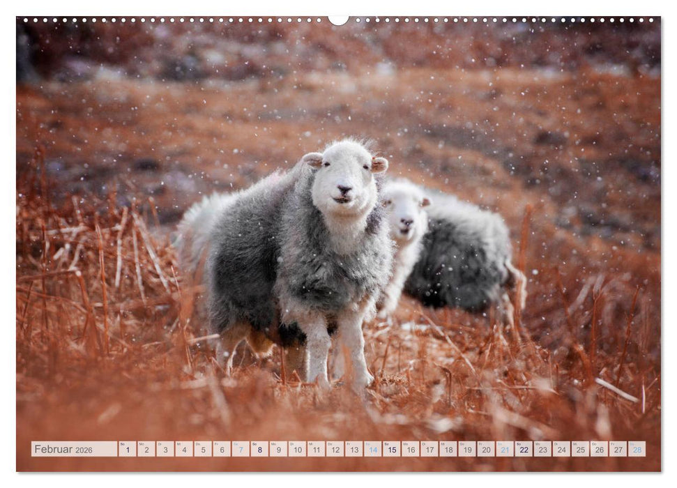 Schafe - Raues Wetter, weiche Wolle (CALVENDO Premium Wandkalender 2026)