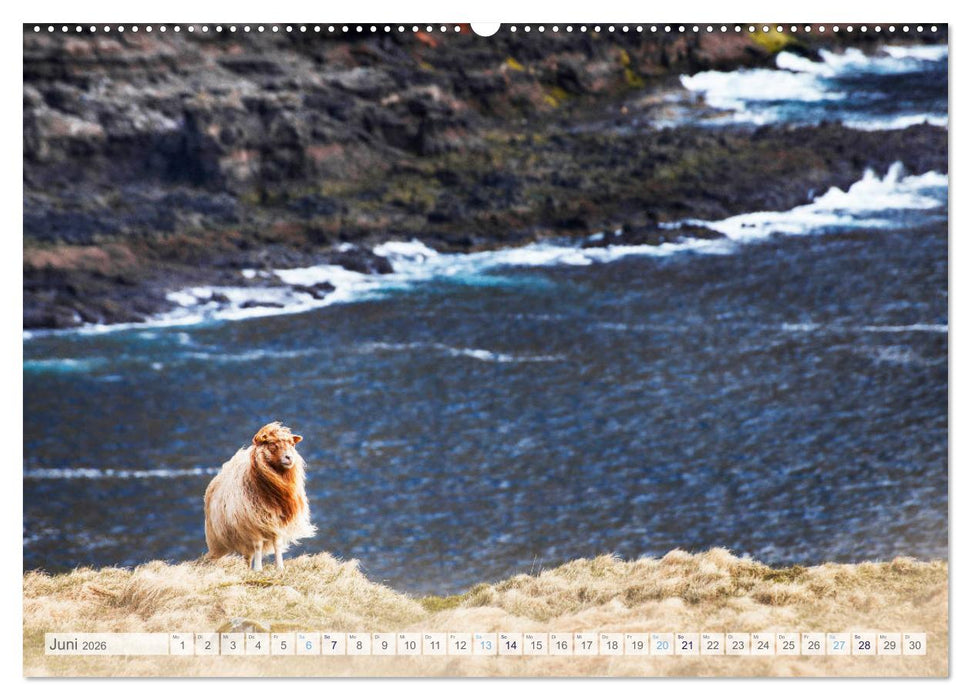 Schafe - Raues Wetter, weiche Wolle (CALVENDO Premium Wandkalender 2026)