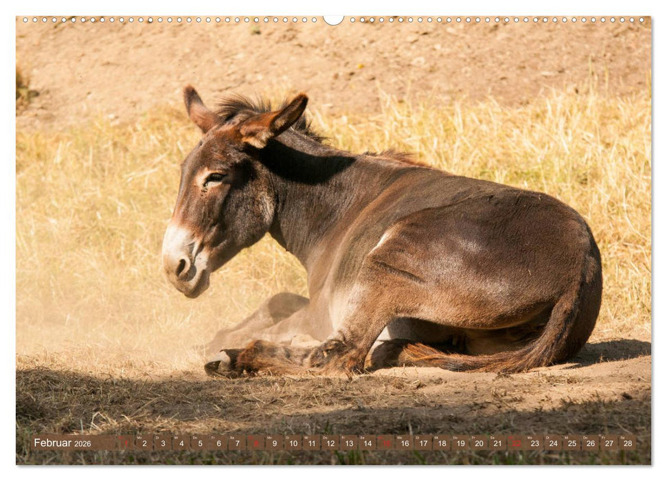 Kunterbunte Eselwelt - Liebenswerte Langohren (CALVENDO Premium Wandkalender 2026)