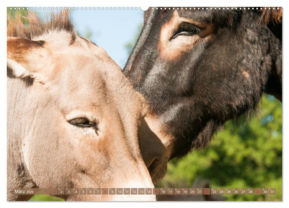 Kunterbunte Eselwelt - Liebenswerte Langohren (CALVENDO Premium Wandkalender 2026)