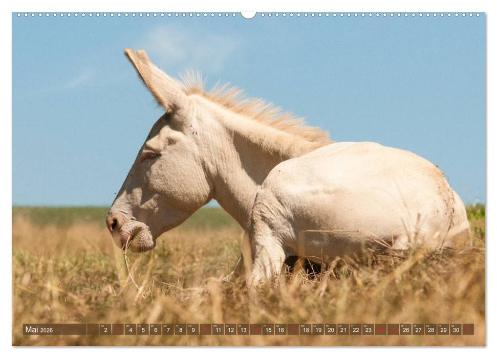 Kunterbunte Eselwelt - Liebenswerte Langohren (CALVENDO Premium Wandkalender 2026)