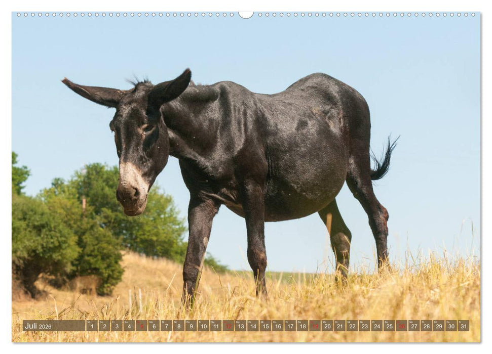 Kunterbunte Eselwelt - Liebenswerte Langohren (CALVENDO Premium Wandkalender 2026)