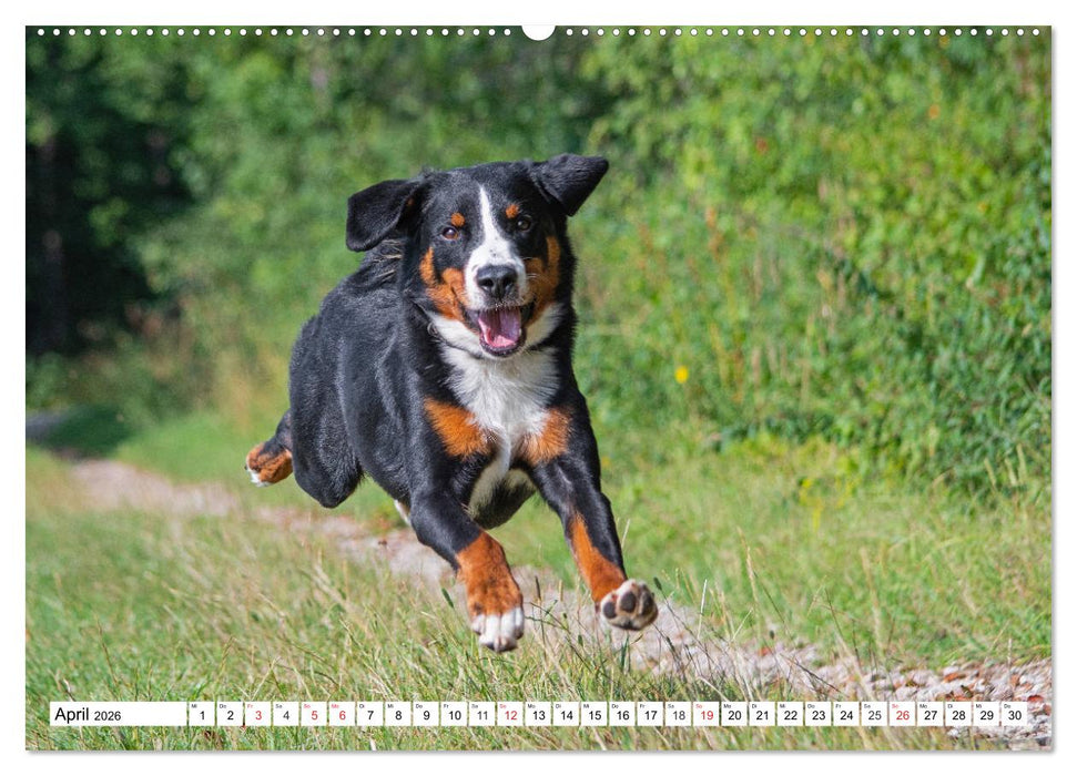 Appenzeller Sennenhund - Ein Schweizer auf 4 Pfoten (CALVENDO Wandkalender 2026)