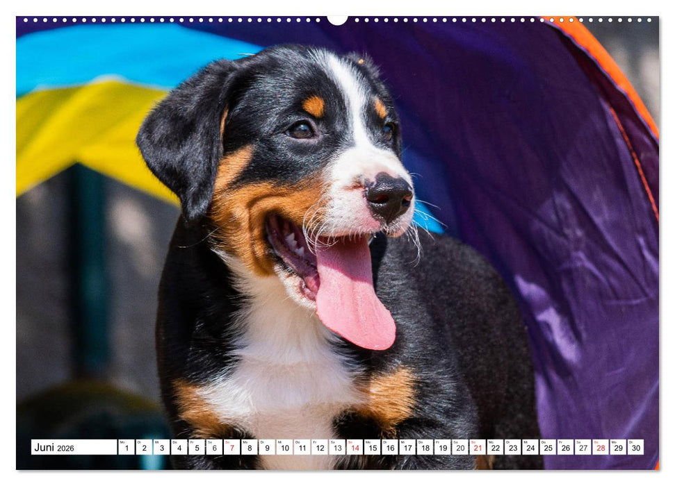 Appenzeller Sennenhund - Ein Schweizer auf 4 Pfoten (CALVENDO Wandkalender 2026)