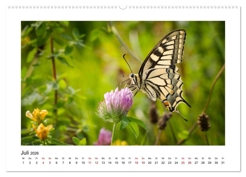 Deutschlands Wildtiere (CALVENDO Premium Wandkalender 2026)