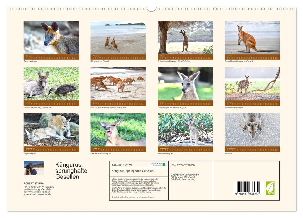 Kängurus, sprunghafte Gesellen (CALVENDO Premium Wandkalender 2026)
