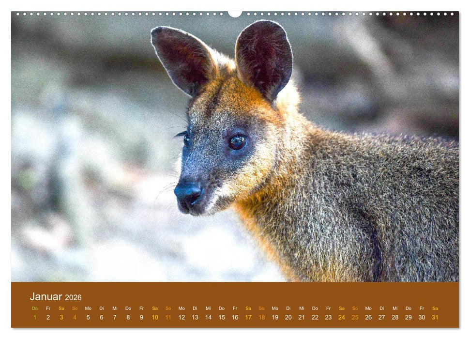 Kängurus, sprunghafte Gesellen (CALVENDO Premium Wandkalender 2026)