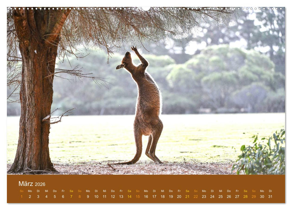 Kängurus, sprunghafte Gesellen (CALVENDO Premium Wandkalender 2026)