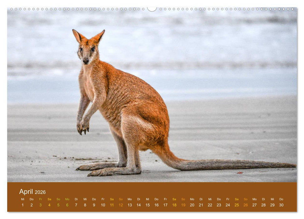 Kängurus, sprunghafte Gesellen (CALVENDO Premium Wandkalender 2026)